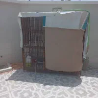 قفس کبوتر