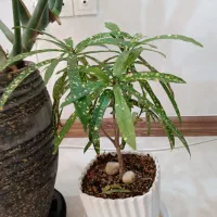 گل آپارتمانی و تزیینی|گل و گیاه طبیعی|مشهد, جاهد شهر|دیوار