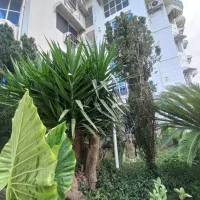 آپارتمان نقلی زیبا