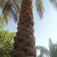 برش درختان(نخل) مزاحم ساخت وساز وقطعه کردن چوب|خدمات باغبانی و درختکاری|بم, |دیوار