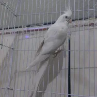 عروس هلندی|پرنده|ایرانشهر, |دیوار