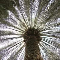 نیازمند کارگر خانم برای خرما