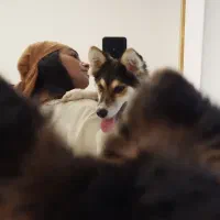 سگ (هاسکی میکس)|سگ|بوشهر, |دیوار