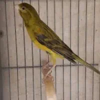 تخم قناری نطفه دار