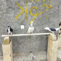 خوشرنگ سیاه موقلف پرنده|پرنده|قزوین, |دیوار