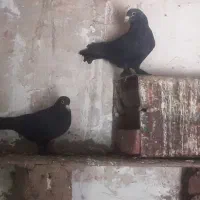 کفتر|پرنده|زرند, |دیوار