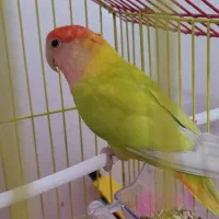 پرنده|پرنده|شاهین دژ, |دیوار