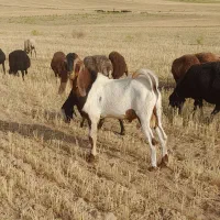 بز نر یک ساله(تکه)|حیوانات مزرعه|تبریز, |دیوار