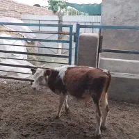 گوساله