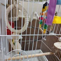 قفس بزرگ طوطی کاسکو با وسایل کامل|لوازم جانبی حیوانات|قم, میرزائیه|دیوار