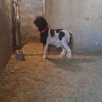 ۱راس بره نر تخمی روزگاری|حیوانات مزرعه|مرودشت, تخت جمشید|دیوار