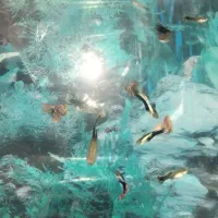 ماهی اکواریوم