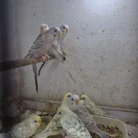 کاسکو|پرنده|قشم, |دیوار