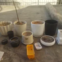 گلدون
