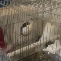 جفت عروس هلندی لوتینو|پرنده|شاهینشهر, کوی مهدیه|دیوار