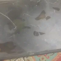 ال سی دی خراب دونه ای ۶۰۰|تلویزیون و پروژکتور|اهواز, عین ۲|دیوار