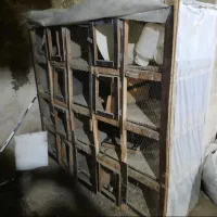 جفت کن  کبوتر