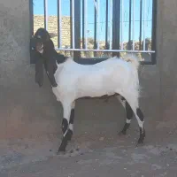 بز نربز جوان یکسال گوش بالای ۵۰ بسیار تیز وشر|حیوانات مزرعه|تربت جام, کاریز نو سفلی|دیوار