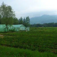 تهاتر زمین مسکونی باغی و گلخانه 7175 متری - لنگرود|فروش زمین و ملک کلنگی|رشت, پیرسرا|دیوار