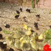 جوجه غاز محلی زیر پر  دراومدن|حیوانات مزرعه|گلوگاه بابل (گلیا), |دیوار