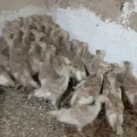 جوجه بوقلمون ۲ماهه