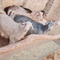 فروش بز|حیوانات مزرعه|دیشموک, |دیوار