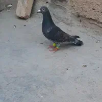 کفتر آلمانی|پرنده|پاکدشت, پاکدشت (مامازند)|دیوار