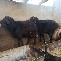 گوسفند(نر قوچ)