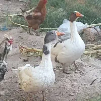 یک جفت غاز فروشی