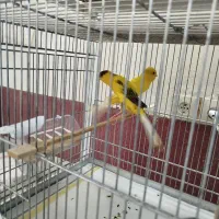 قناری مولد|پرنده|حمیدیا, |دیوار