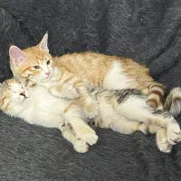 واگزاری رایگان گربه