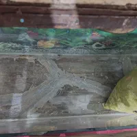 شیشه آکواریوم|ماهی|مرودشت, شهرک مهدیه|دیوار