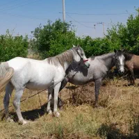 فروش ۳ راس مادیان با ۱ راس کره مادیان