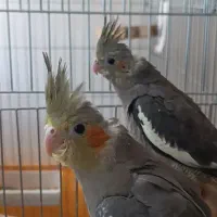 عروس هلندی گم شده. مژدگانی خوب میدم