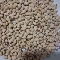 ماش لوبیا درجه یک