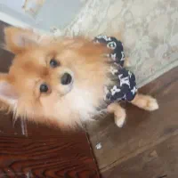 سگ پامرانین|سگ|شاهینشهر, خانه کارگر|دیوار