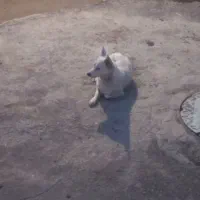 واگذاری سگ|سگ|همدان, |دیوار