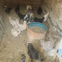 مرغ تخمی