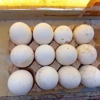 تخم غازتازه وغیره