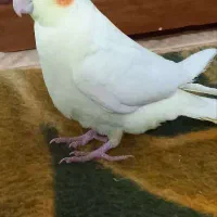 عروس هلندی لوتینو