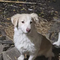 دو قلاده سگ نژاد ترییر|سگ|کوهیخیل, |دیوار