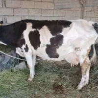 گاولیبه