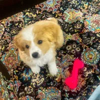 سگ نر ۷ماهه نژاد میکس اشپیتز و شیتزو|سگ|کرج, مهرویلا جنوبی|دیوار