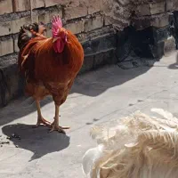 فروش خروس یک ساله وخانگی کاملا سالم