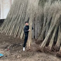 فروش نهال فقط 70 هزار تومن از میاندوآب