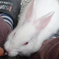 خرگوش گمشده