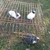 خرگوش مخملی یک ماهه