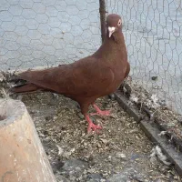 ناش فکر کنم ماده باشه