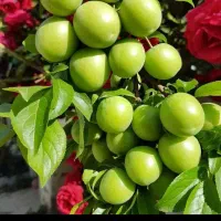 نهال گوجه سبز سردرودی|گل و گیاه طبیعی|زنجان, |دیوار