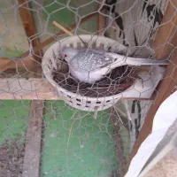 کبوتر تزیینی نروماده|پرنده|بهبهان, |دیوار